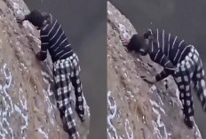Manusia Laba-Laba Yaman Tewas Terjatuh di Kawah Gunung Berapi Haradhat Damt