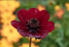 Chocolate Cosmos, Bunga Langka Beraroma Coklat dari Meksiko 