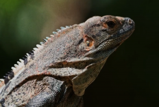 Hari Kadal Sedunia, Indonesia Punya Komodo hingga Kadal Unik yang Tak Ditemukan di Negara Lain