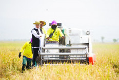 Jatim Panen 9,86 Juta Ton Padi pada Januari-Oktober 2026, Kabupaten Ini Paling Produktif