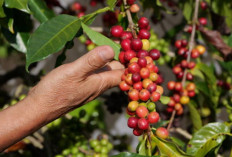 9 Fakta Unik Kopi Flores Bajawa: Kopi Gunung Beraroma Tanah Vulkanik