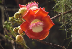 Pohon Buah Meriam, Bunga Tropis Unik yang Sarat Makna dan Manfaat