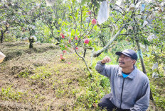 5 Rekomendasi Wisata Petik Apel di Batu, Bisa Makan Sepuasnya Langsung dari Pohon