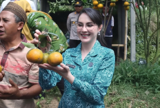 Arumi Bachsin Kunjungi Wisata Petik Jeruk Wagir, Puji Manisnya Jeruk Keprok Siyam Khas Kabupaten Malang