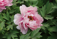 Peony, Bunga Klasik Penuh Makna yang Menjadi Simbol Kemakmuran dan Kehormatan