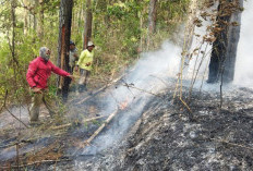 Karhutla Kota Batu Kembali Terjadi, 1 Hektare Hutan Pinus Terbakar