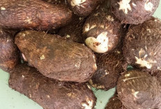 Kimpul Bisa Jadi Pengganti Nasi? Ini Manfaat, Kandungan Gizi, dan Cara Aman Mengolahnya