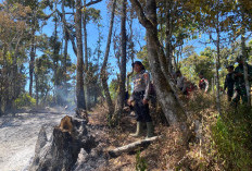 Kebakaran Hutan masih Mengintai Gunung Kawinajang, Akses Warga ke Hutan Ditutup Sementara  ‎