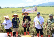 Kolaborasi Pemda Jepara-BRIN-PGN Hasilkan 176 Ton Gabah, Panen Padi Biosalin Jepara Lampaui Target
