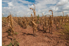 BMKG Ingatkan Wilayah Musim Kemarau Meluas, RI Memulai Periode Kering Serentak April, Mei, Juni 2026