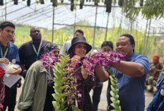 Dedek, Edukator Anggrek Kota Batu: Memulai di Lahan Sempit, Kini Punya 108 Mitra, Kembangkan 506 Varietas     