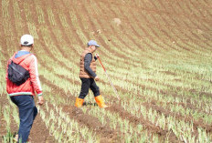 Perkuat Ekologi dan Ekonomi, Pemkot Batu Transformasi Lahan Penyangga Tahura Menjadi Kawasan Agroforestri