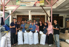 Limbah Pertanian Jadi Pakan, Tim UB Perkuat Ketahanan Pakan Sapi Madura di Bangkalan