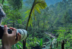 Kenapa Macan Tutul Bisa Bertahan di Hutan Mendolo? Ini Bukti Kekayaan Satwanya