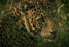 Macan Tutul Jawa Makin Terdesak, Habitat Terpecah dan Konflik dengan Manusia Mengintai