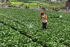 Smart Integrated Farming Kota Batu Disiapkan, Lahan 2,7 Hektare di Sidomulyo