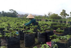 Lumbung Stroberi Batu: Petik Buah Rp25 Ribu, Bisa Makan Sepuasnya di Kebun