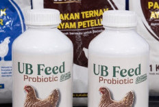 FAST UB Luncurkan UB Feed Probiotik, Alternatif Pengganti AGP untuk Peternakan