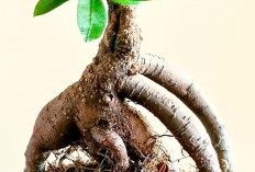Bingung Mulai Hobi Bonsai? 5 Tanaman Ini Bisa Jadi Pilihan untuk Pemula