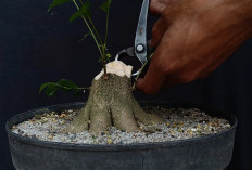 Cara Memilih dan Merapikan Anting Putri Batang Putih agar Siap Dibentuk Bonsai