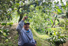 Utomo, Petani Apel Kota Batu Terapkan Semiorganik, Biaya Turun Hasil Naik