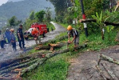 Pohon Tumbang Tutup Akses Jalan di Songgokerto Batu, Petugas Gabungan Sigap Evakuasi