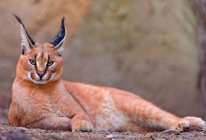 Bukan Kucing Biasa, 9 Fakta Unik Caracal yang Jarang Diketahui