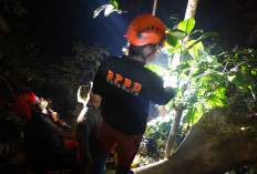 Drama 2 Jam di Atas Pohon Pinus, Wisatawan Rusia Akhirnya Selamat Dievakuasi Tim SAR di Paralayang Batu