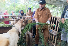 Ibadah Kurban Iduladha: Tata Cara sesuai Syariat, Dalil Ayat Alquran, dan Makna Spiritualnya