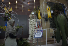 Anggrek Rp100 Juta Mejeng di Batu Shining Orchids Week 2026, Ini Rahasia Harganya