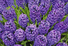 Purple Hyacinth, Bunga Ungu Beraroma Kuat dengan Sejarah, Makna, dan Pesona Abadi