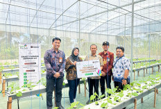 PLN Hadirkan Smart Farming IoT di Wonosari-Malang, Budidaya Melon Kini Serba Otomatis