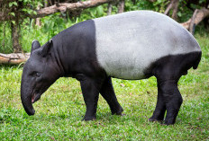 27 April Hari Tapir Sedunia, Ini 9 Fakta Hewan yang Juga Disebut Badak Babi 