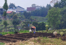 Heli Suyanto Ungkap Inovasi Petani Milenial Kota Batu, dari Pestisida Hayati hingga Mi Wortel