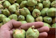 Jangan Dibuang, Bluluk Pentil Kelapa Punya Potensi Herbal, Ini Fakta Ilmiahnya