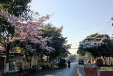 Pohon Tabebuya, Lebih dari Sekadar 
